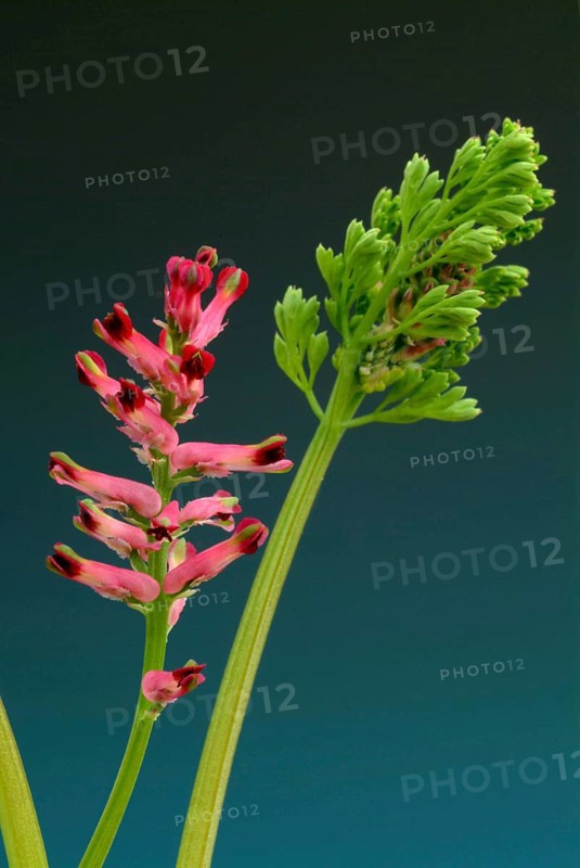 Medicinal plant Common fumitory