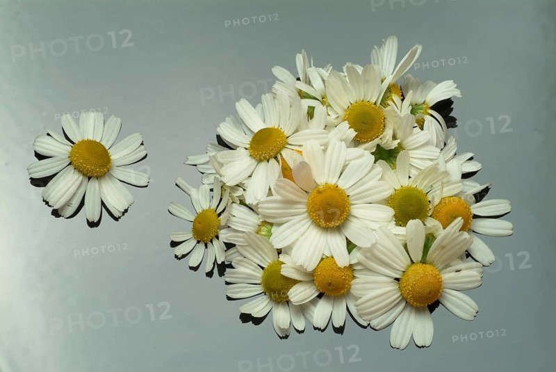 Medicinal plant Chamomile