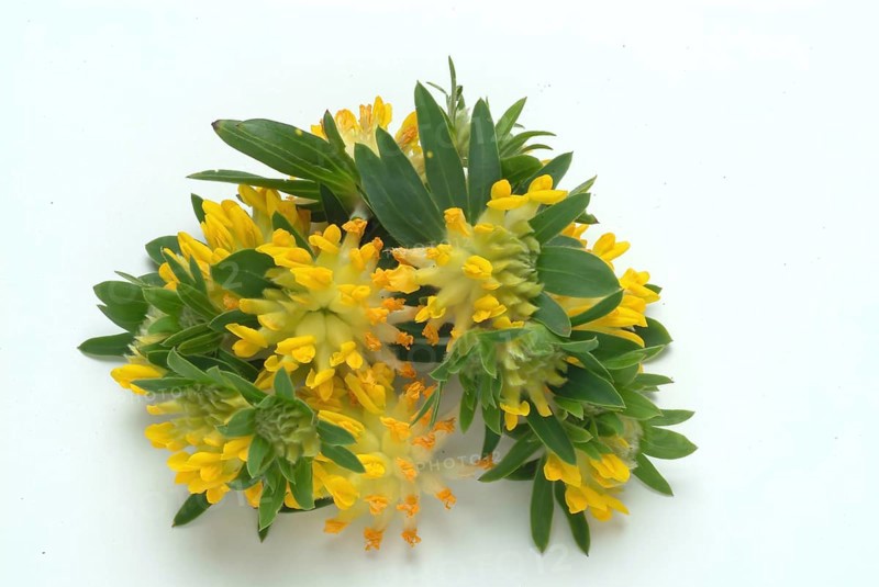 Common kidney vetch