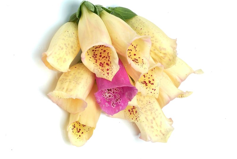 Big-flowered foxglove