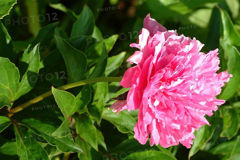 European peony