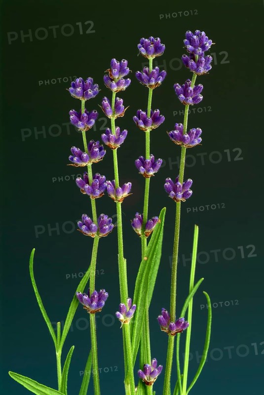 True lavender or narrow-leaved lavender