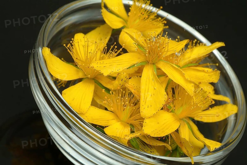Medicinal plant St. John's wort