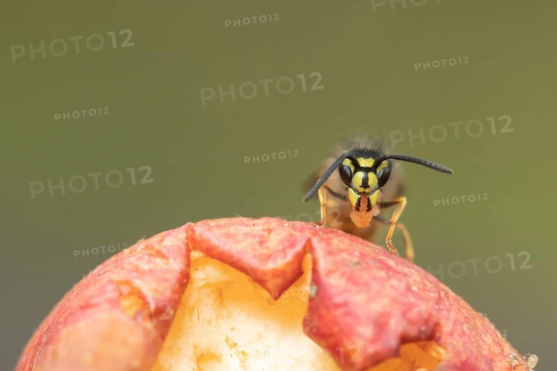 Common wasp