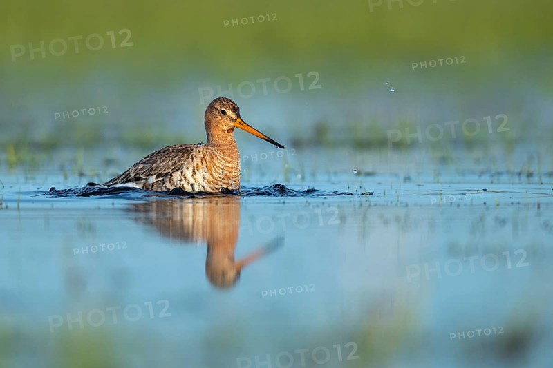Black-tailed Godwit
