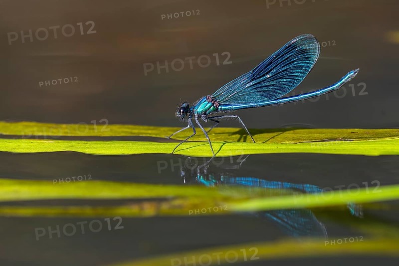 Banded demoiselle