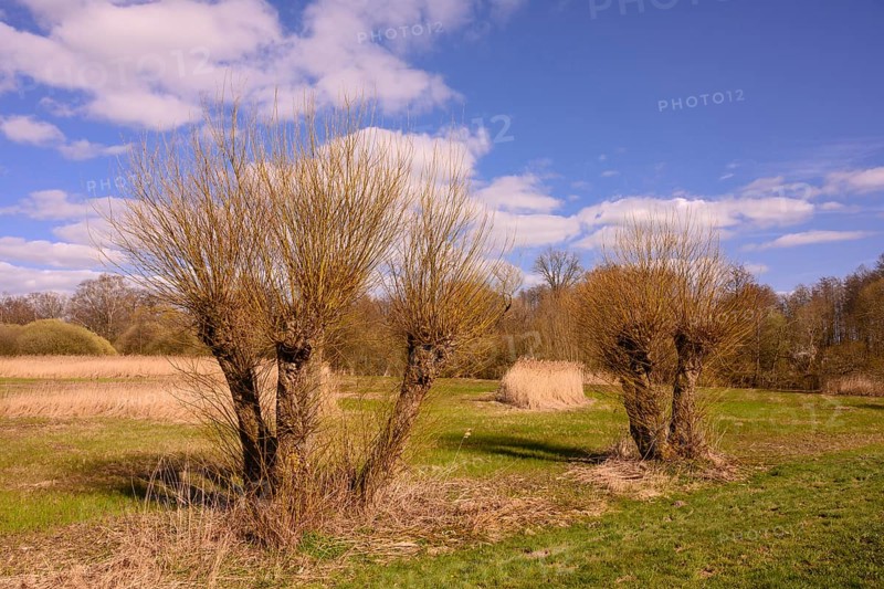 Pollarded willows on the shore of Lake Duemmer
