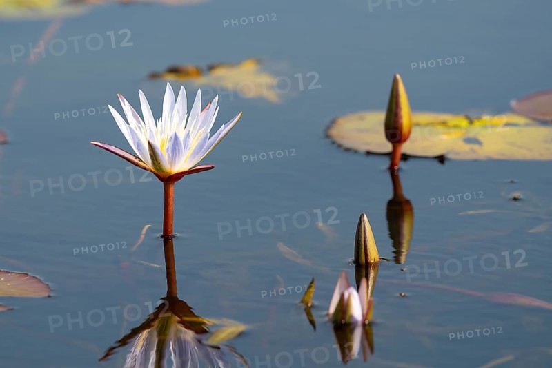 Water lilies