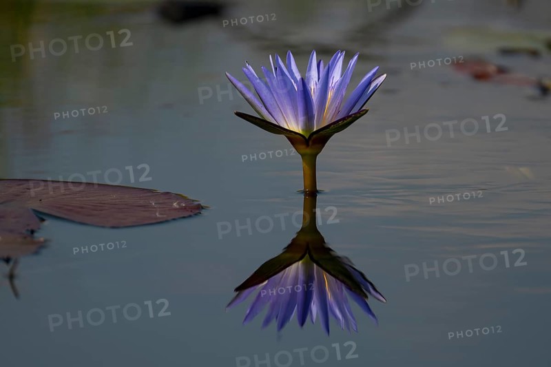 Water lily