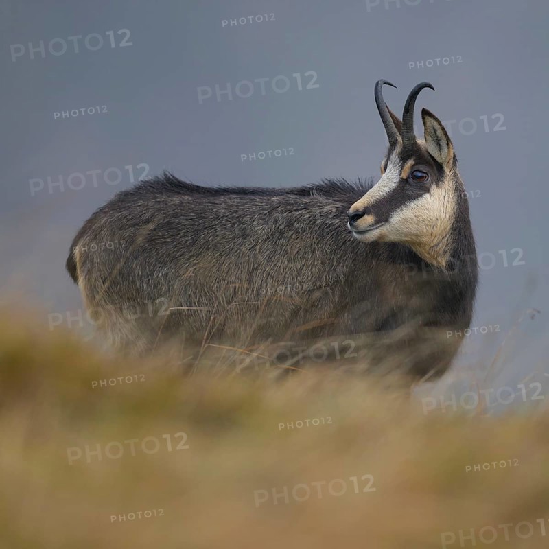 Chamois