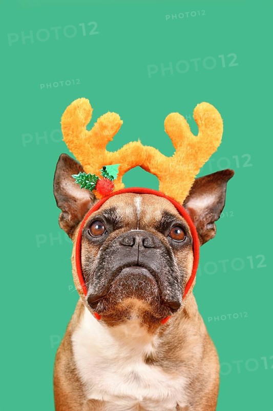 Adorable French Bulldog dog wearing Christmas reindeer antler headband in front of green background