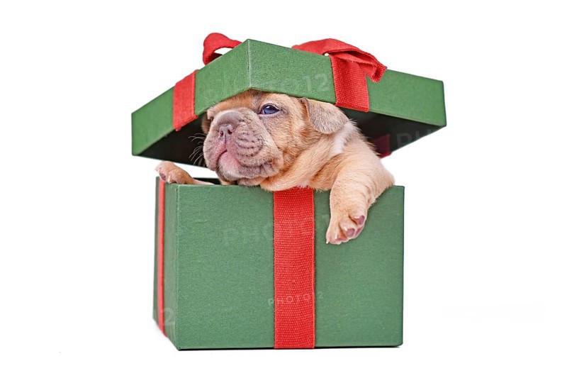 French Bulldog puppy peaking out of green Christmas gift box on white background
