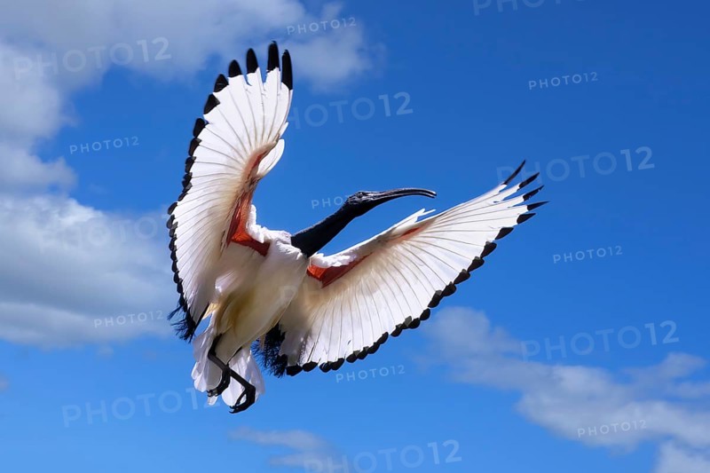 African Sacred Ibis