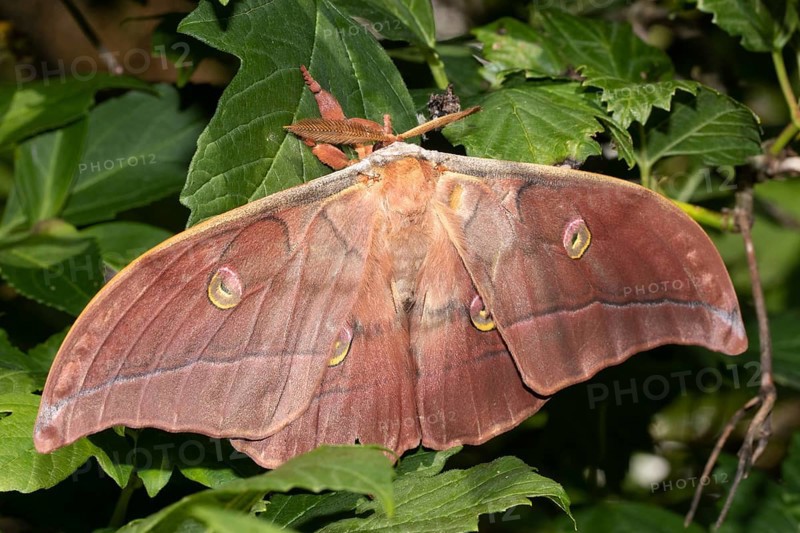 Japanese oak silk moth moth with open wings hanging on green leaves from behind