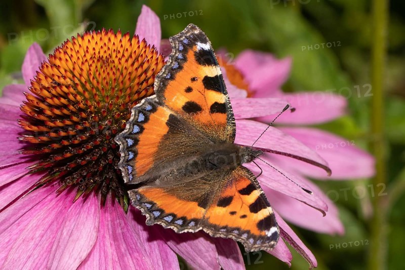 Small fox butterfly with open wings sitting on red flower sucking right seeing