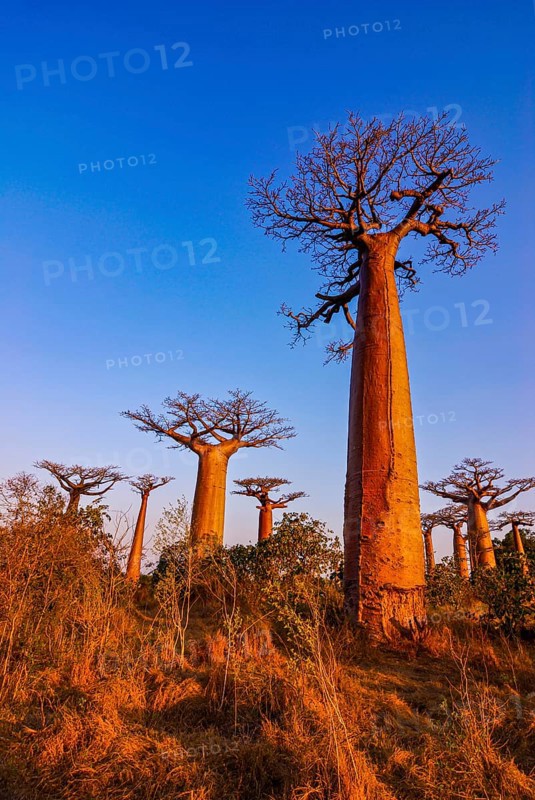 Avenue de Baobabs at sunset near Morondavia