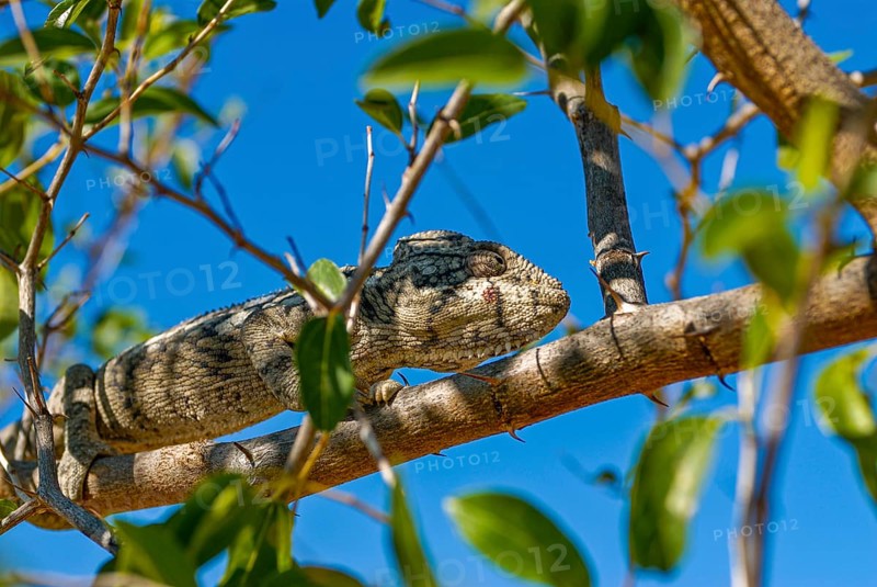 Madagascar giant chameleon