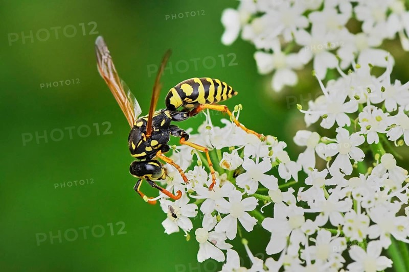 Field wasp