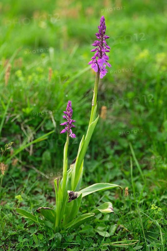 Early purple orchid