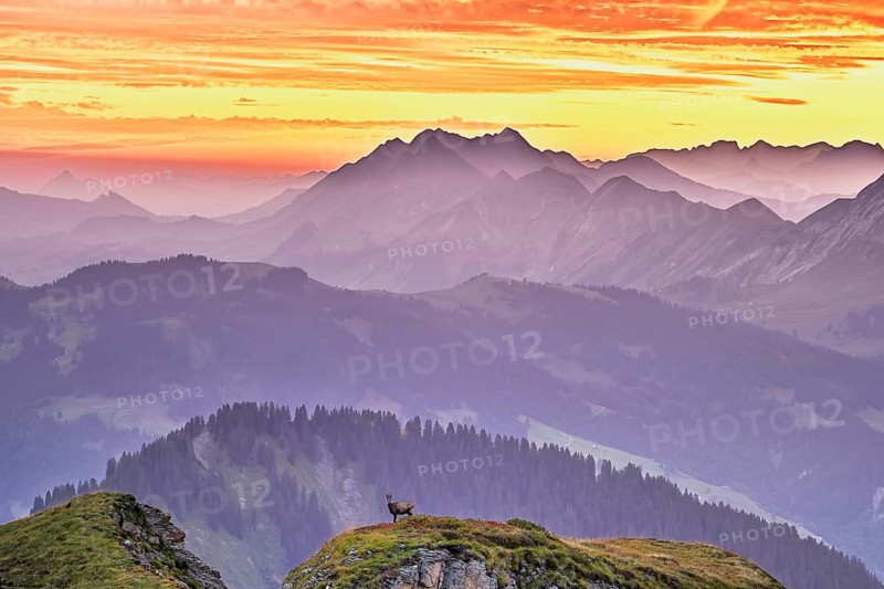 Chamois