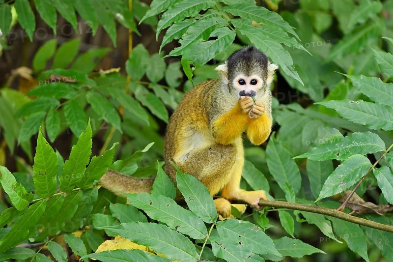 Black-capped squirrel monkey