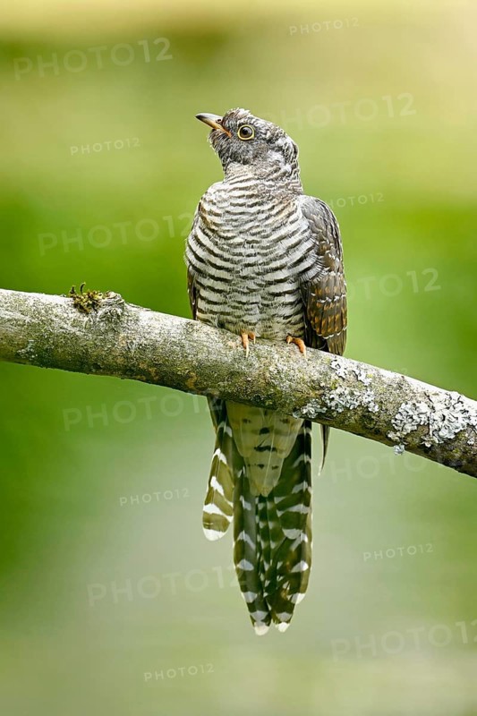 Common cuckoo