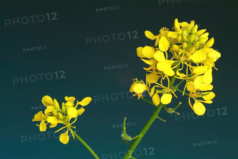 Medicinal plant White mustard