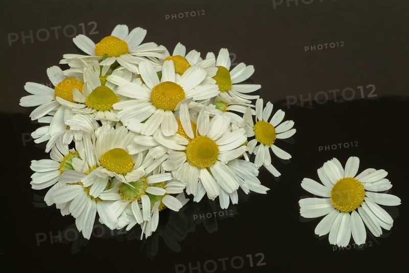 Medicinal plant Chamomile