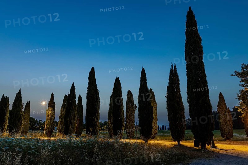 Avenue of cypresses in front of the ruined church of San Galgano Abbey