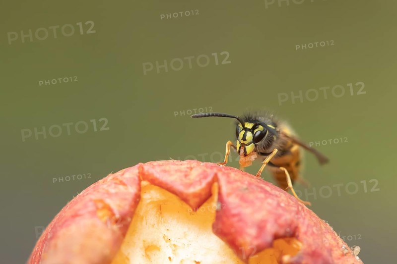 Common wasp