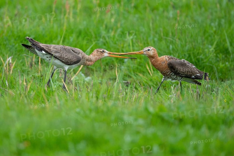 Black-tailed Godwit