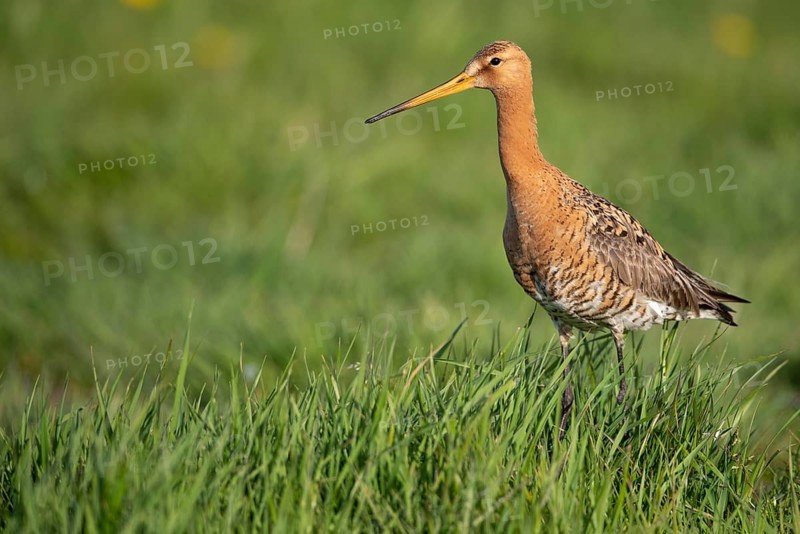 Black-tailed Godwit