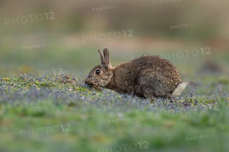 Rabbit
