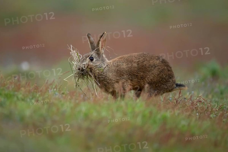 Rabbit