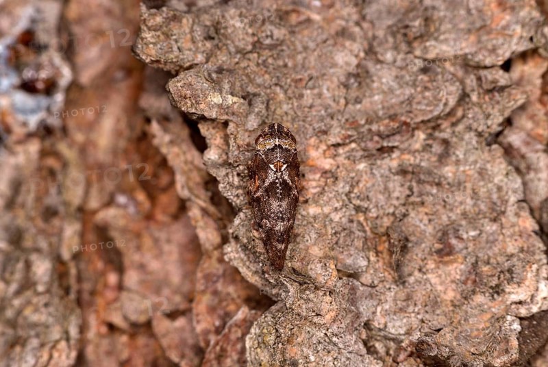 Pine foam cicada