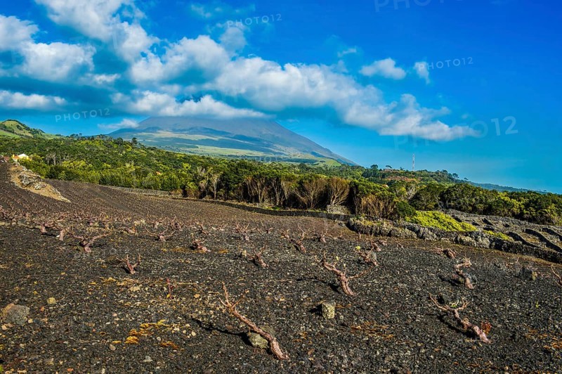 UNESCO-designated historical vineyards below Ponta do Pico
