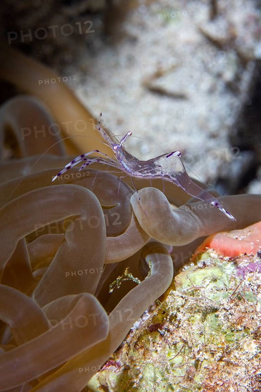 Anemone partner shrimp