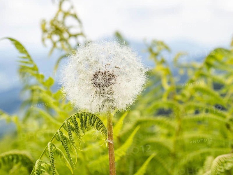 Dandelion