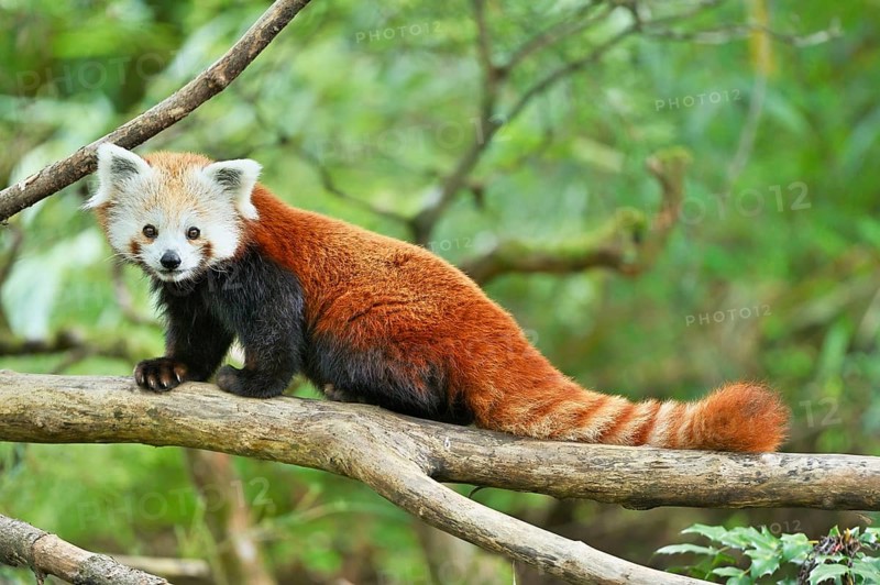 Red panda