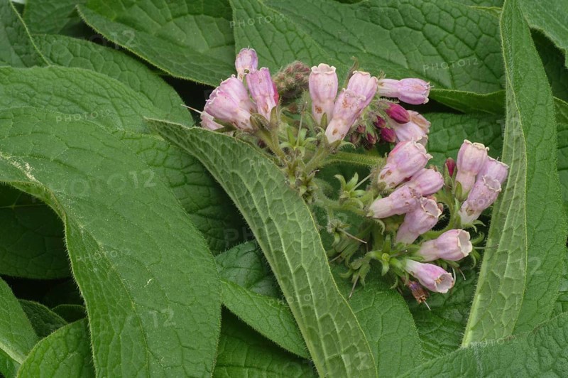 Medicinal plant common comfrey