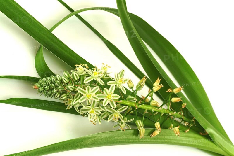 Medicinal plant genuine sea onion