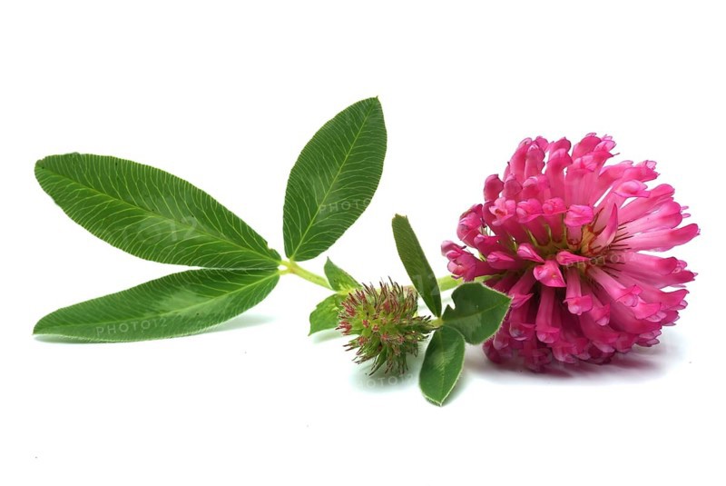 Meadow clover