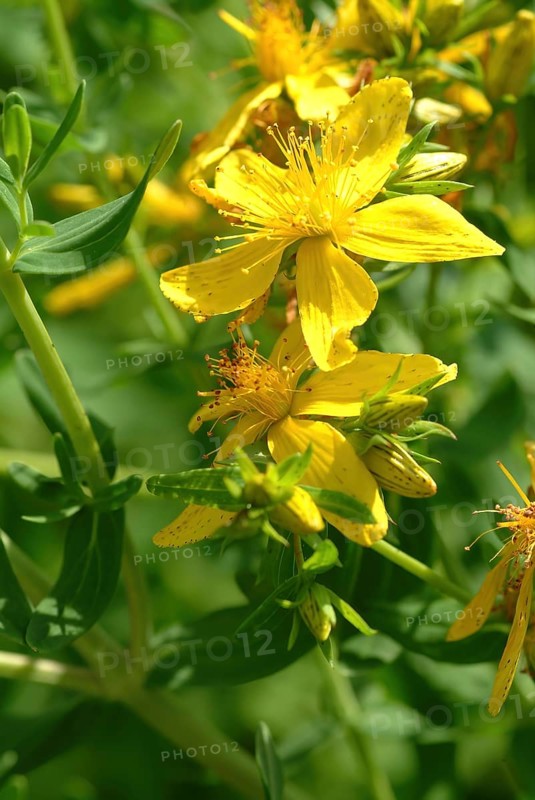 Medicinal plant St. John's wort