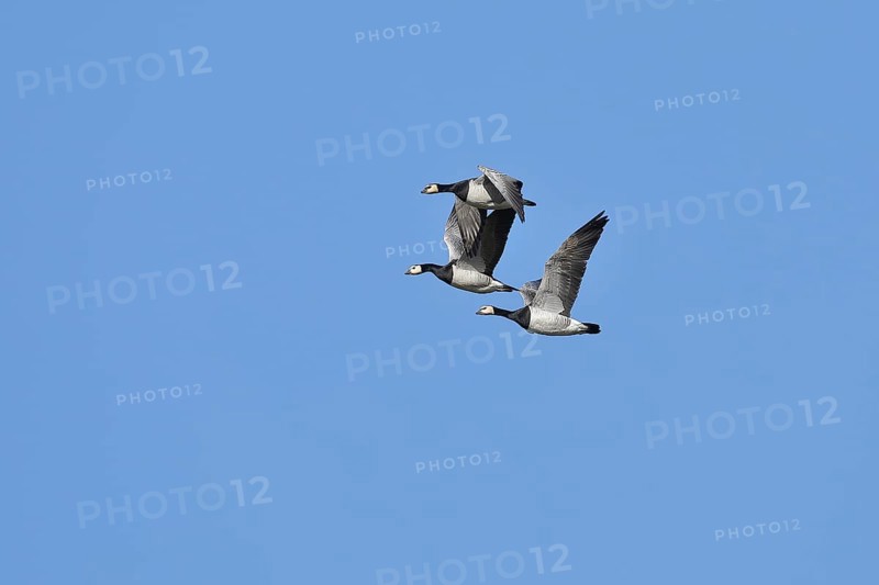 Barnacle geese