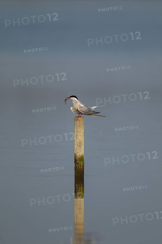 Common tern