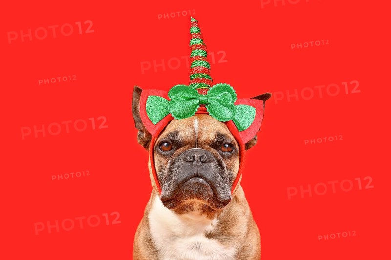 French Bulldog dog with Christmas unicorn headband in front of red background