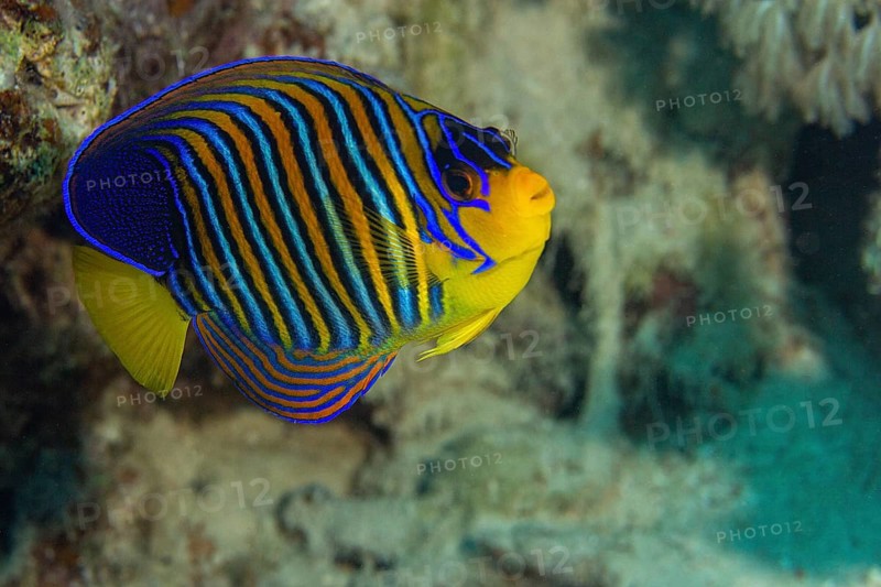 Royal angelfish