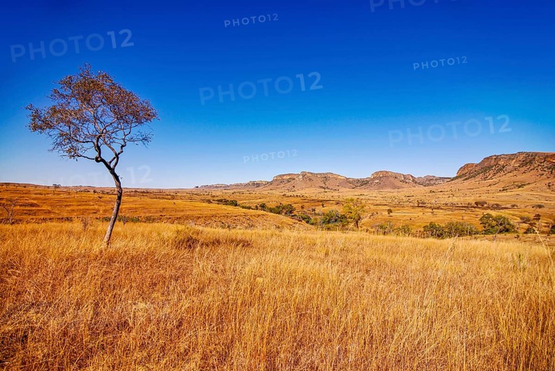Savannah in the Isalo National Park