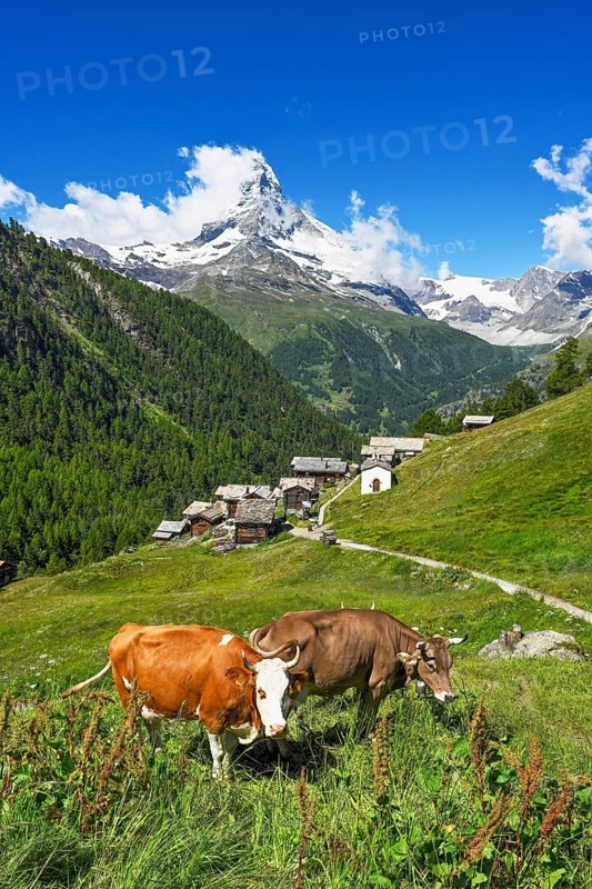 Two cows standing on a mountain meadow in front of the Matterhorn