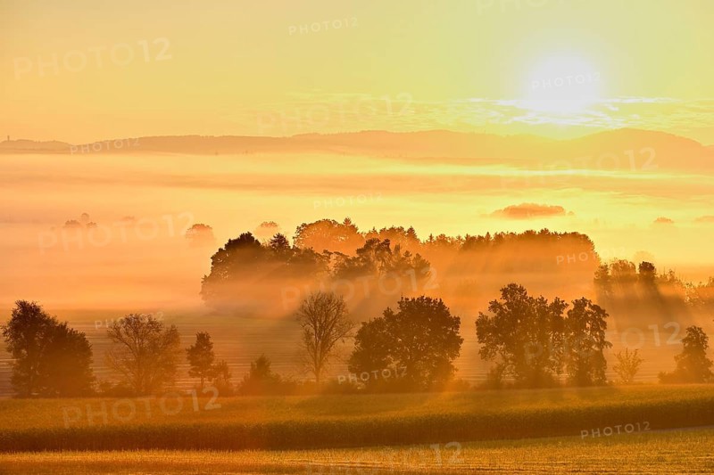 Meadows and trees in the early morning mist